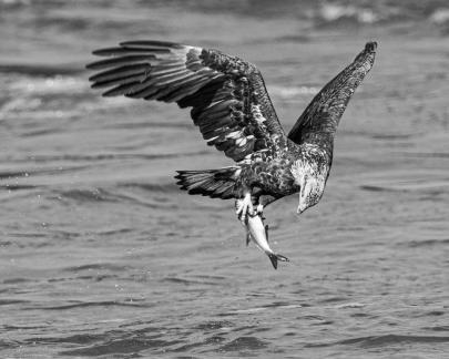 Juvenile bald eagle with fish