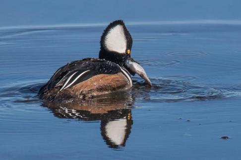 Merganser with Fish II