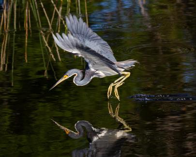 Tricolored heron hunting 5911