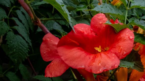 Red flowers after rain