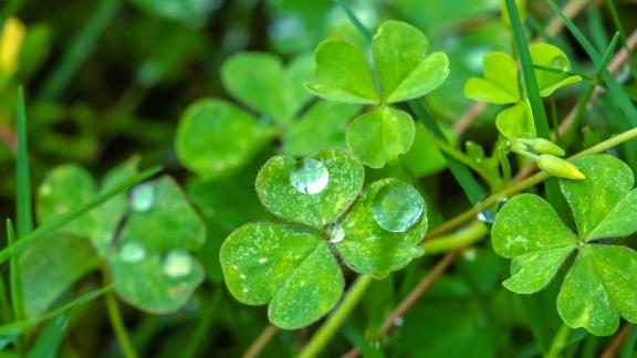 Three leaf clover after rain