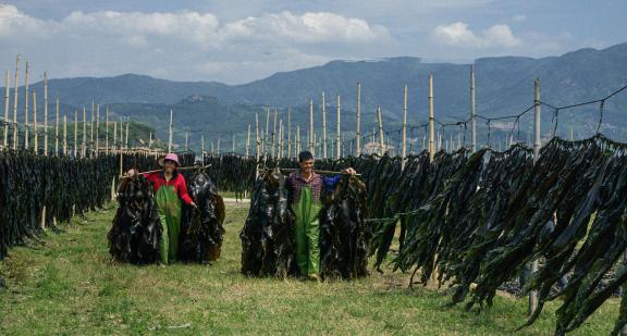 A bountiful harvest of kelp