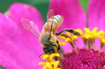 Work hard to collect honey