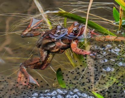 Pair of Frogs