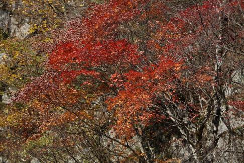 The mountain leaves are red 3