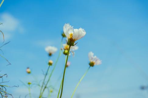 Wildflowers by the roadside 2