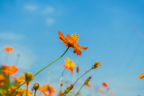 Wildflowers by the roadside 3