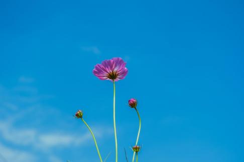 Wildflowers by the roadside 4