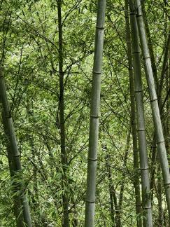 The bamboo forest is secluded 3