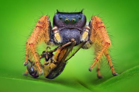 p arizonensis with robberfly