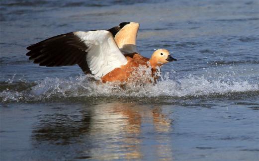 Spread your wings to fly