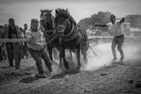 Horse races with logs 2