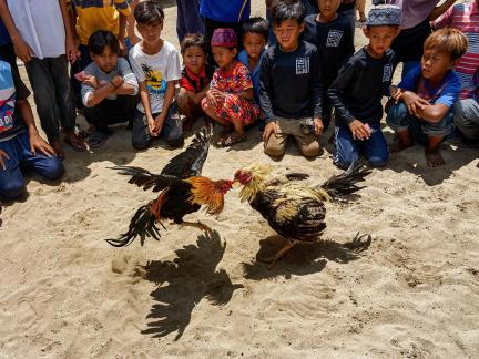 Cockfighting 2