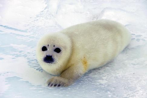 Baby seal65