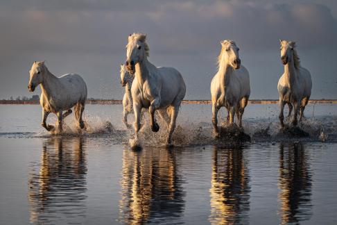 Camargue horses in gallop 25