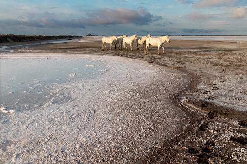 Chevaux camarguais aux Salins 3