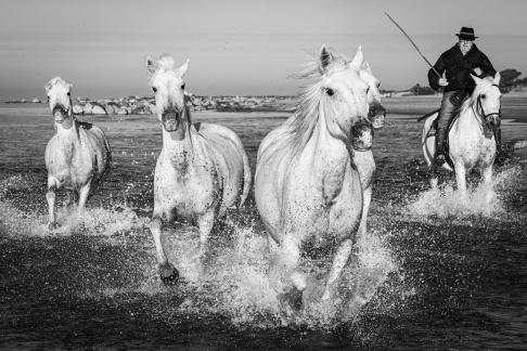 Gallop at the beach 25