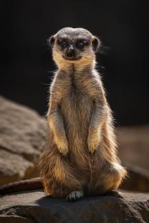 Meerkat 7