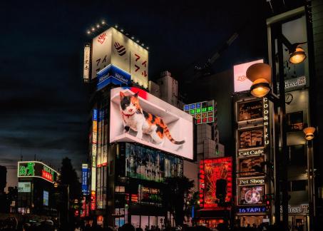 Shinjuku cat