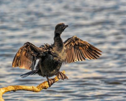 Pygmy cormorant