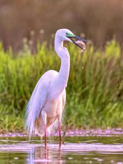 Great egret