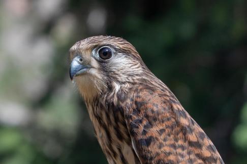 BABY EAGLE