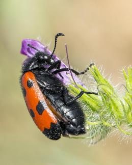 LEAF BEETLE ON A FLOWER