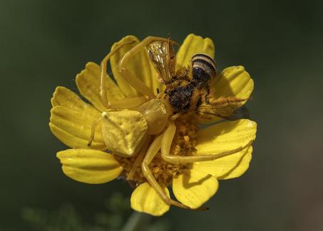 FLOWER CRAB SPIDER HAVING MEAL