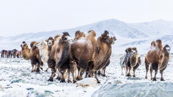 Camel Group Pauses