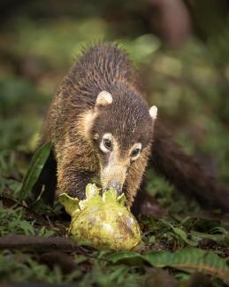 Coati Eats Fallen Mango