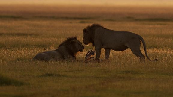 Lion Males Bonding After Meal