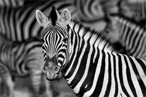 Zebra Standing Out