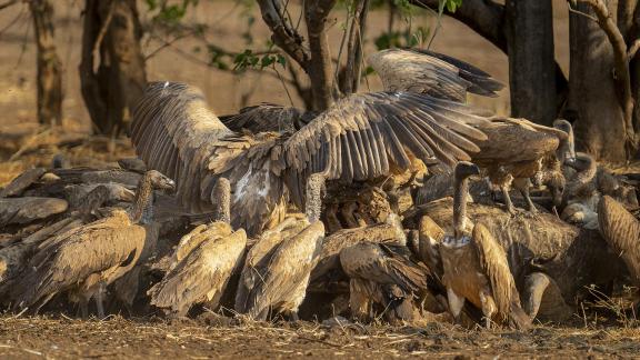 Vulture Feeding Frenzy 02