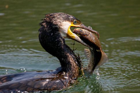 Cormorant Fishing 06