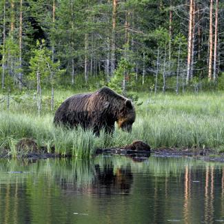 On the shore of the pond