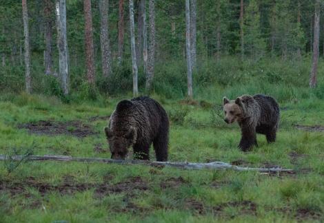 Two bears