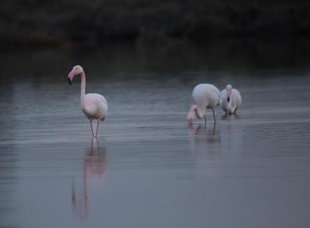 A Touch of Pink