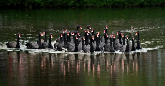 Proud black swan