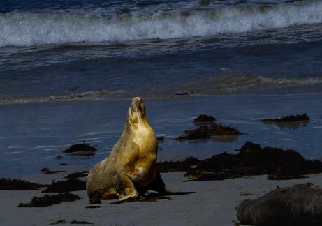 sea lion