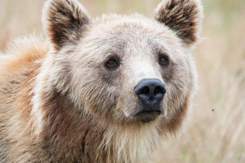 Brown Bear with fly