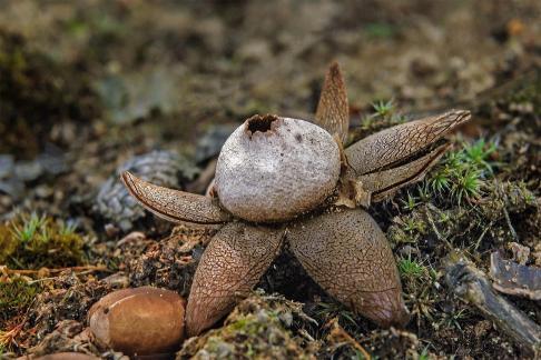 Earth Star Mushroom