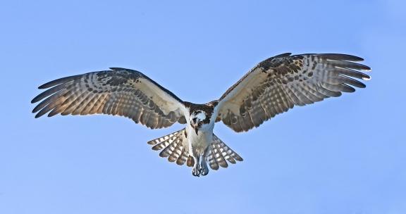 Osprey In Flight