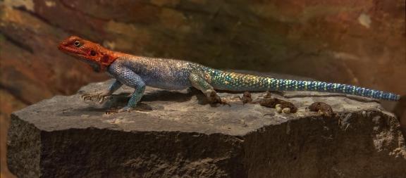 Rainbow Agama  2