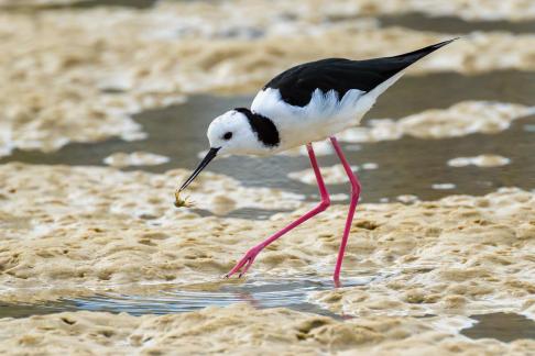 Stilt with crab