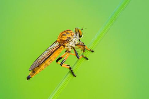 Robberfly with snack