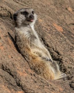 Relaxed Meerkat