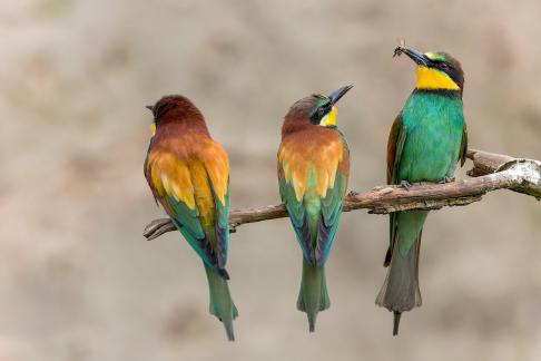 Three Bee-eaters