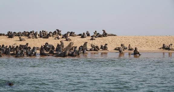 Cape seals_9