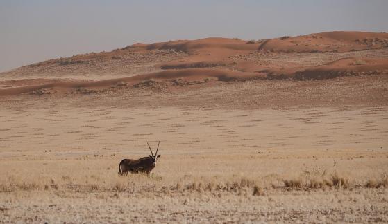 Gemsbok