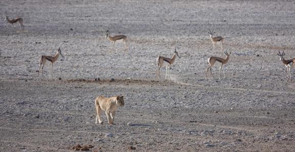 Lion and springboks_4